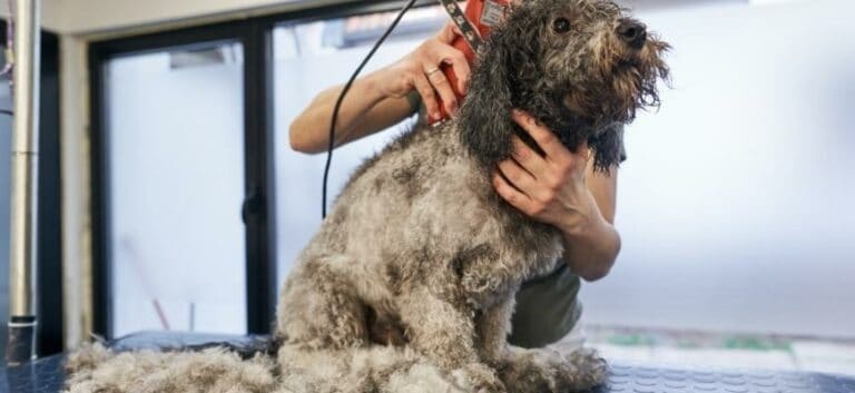 A woman using clipper on labradoodle