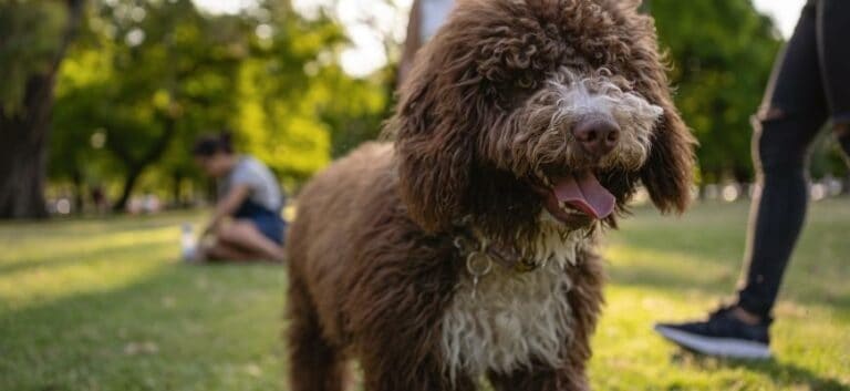 Brown labradoodle puppy in the park