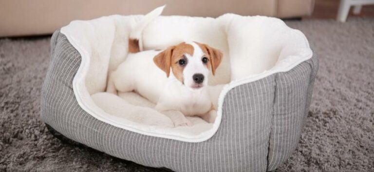 Cute Funny Puppy in Dog Bed at Home