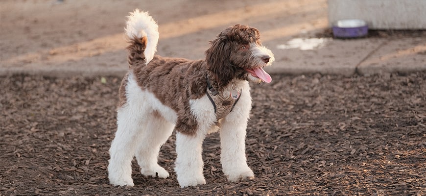 Cute Merle labradoodle standing in the dog park