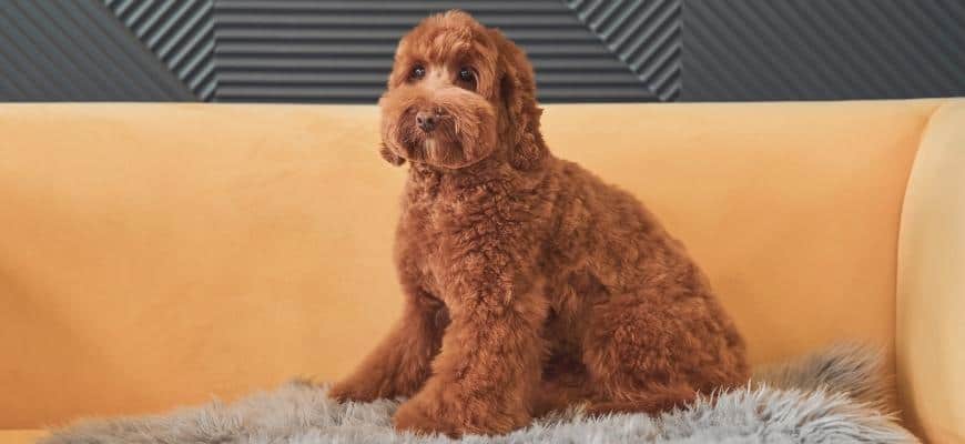 Cute apricot labradoodle dog sitting on the yellow sofa