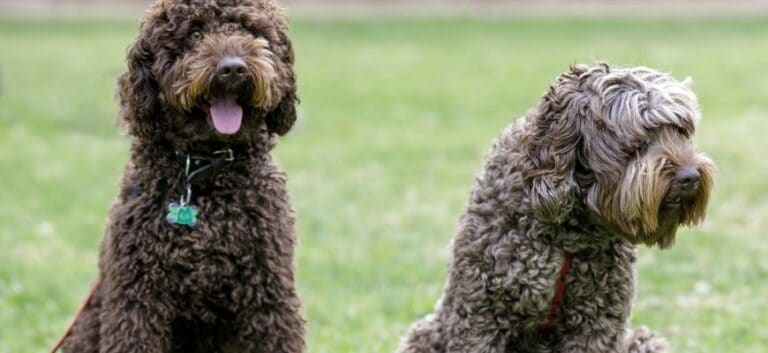 Different Colored Labradoodles Sitting