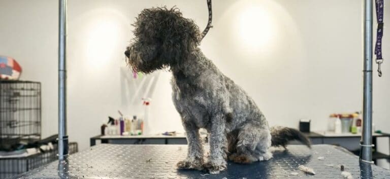 Fluffy labradoodle dog on a pet grooming table