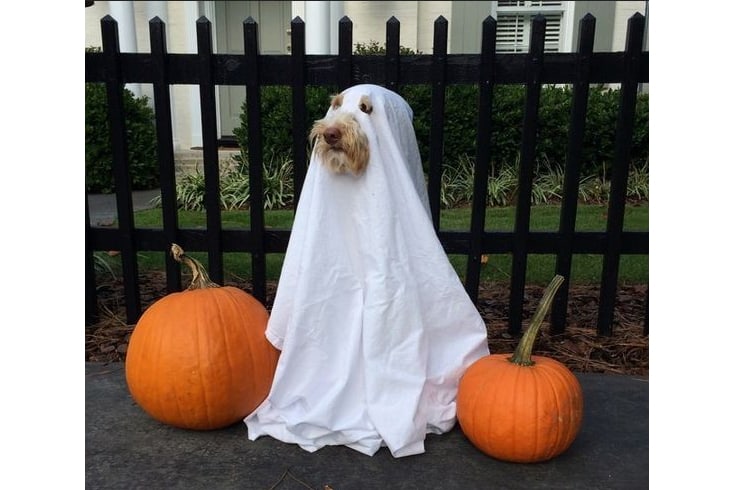 Ghost Labradoodle with pumpkins