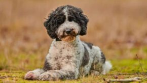 Top Six Labradoodle Breeders In Indiana – Puppies For Sale