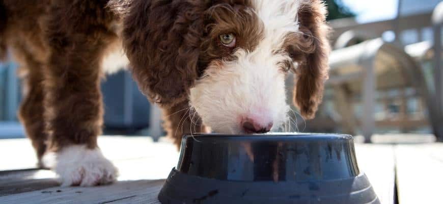 Labradoodle Puppy eating or drinking