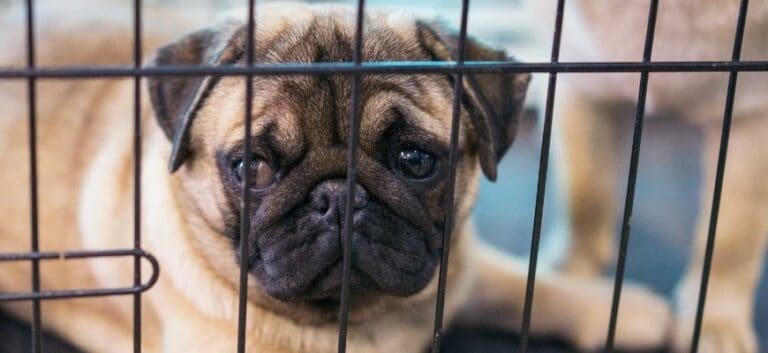 Pug breed dog lying inside kennel crate