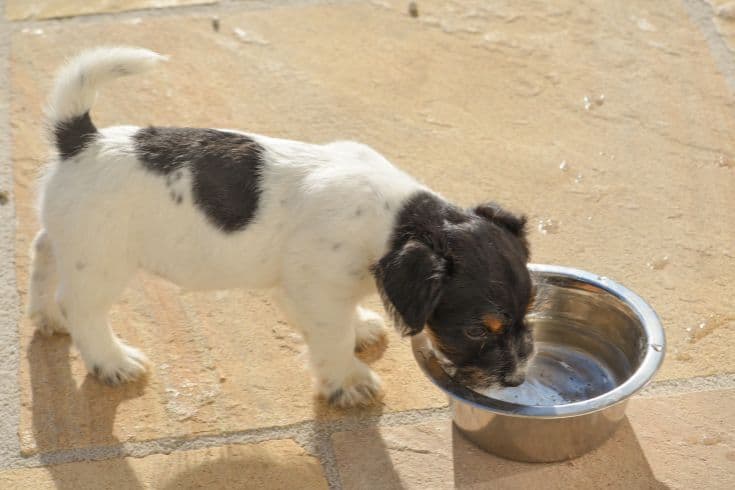 Puppy drinking from a water bowl