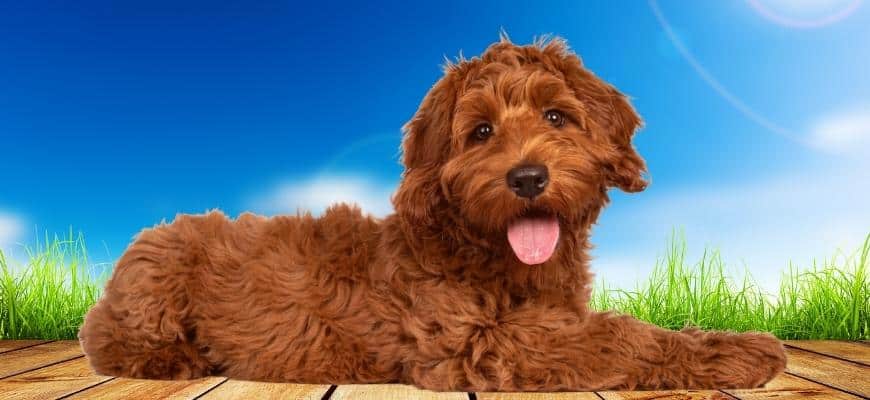 Red Labradoodle on a blue sunny background