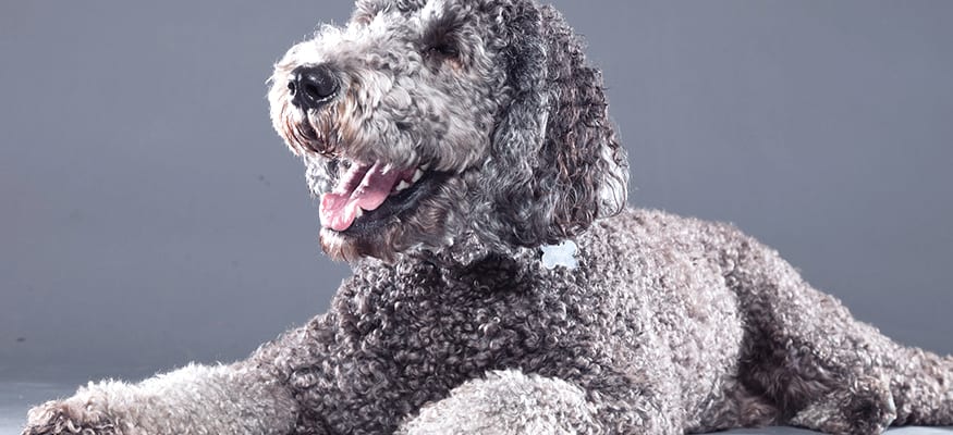 Silver Labradoodle shot in the studio