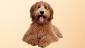 Straight Hair Labradoodle Ideas, Facts & Guide