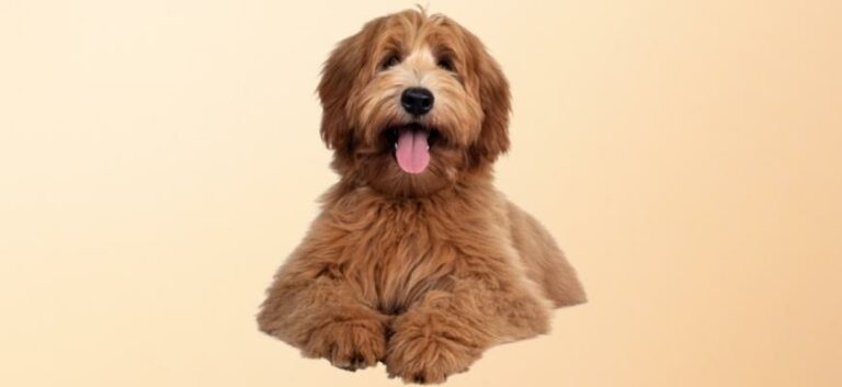 Straight haired labradoodle in a cream background