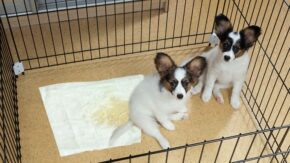 Should You Put Pee Pads In A Dog’s Crate?