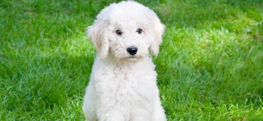 White Labradoodle puppy on the grass