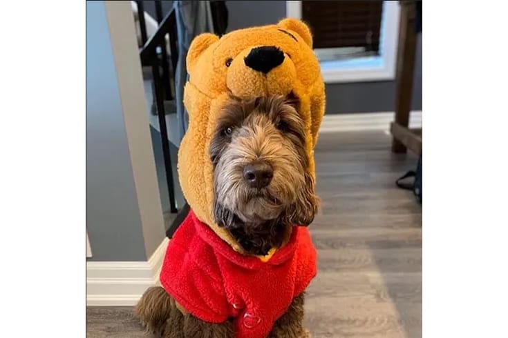 Winnie the Pooh Costume Labradoodle