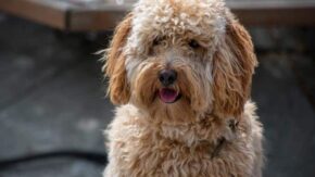 Top 6 Labradoodle Breeders In Tennessee – Puppies For Sale