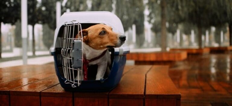 jack russell terrier dog posing in a crate