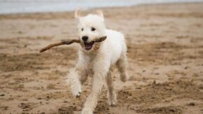 How To Train A Labradoodle – Tips And Techniques