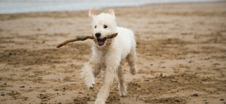 labradoodle puppy with stick