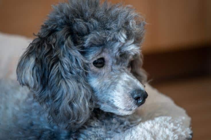 poodle Silver poodle lies on its sleeping place side view