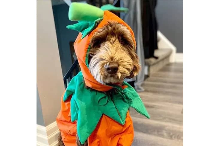 pumpkin costume labradoodle