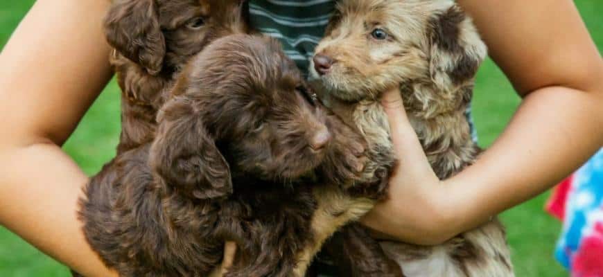 teenage girl holding three labradoodle puppies