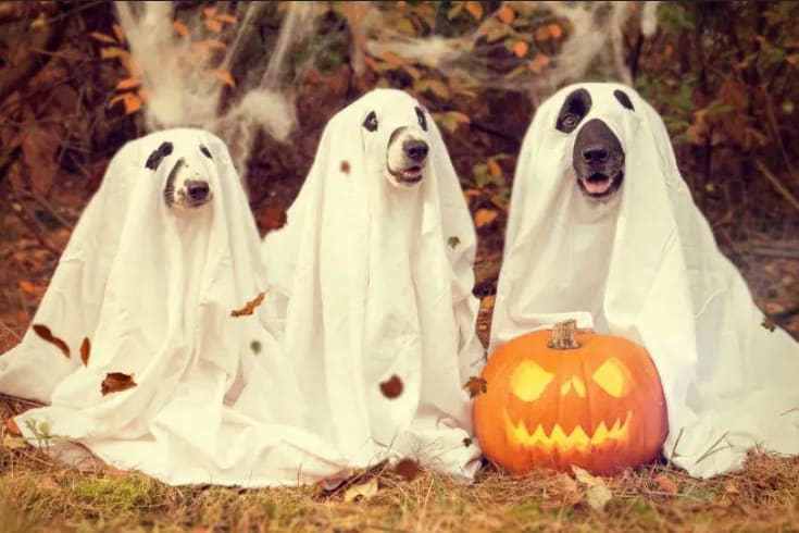 three spooky halloween labradoodle