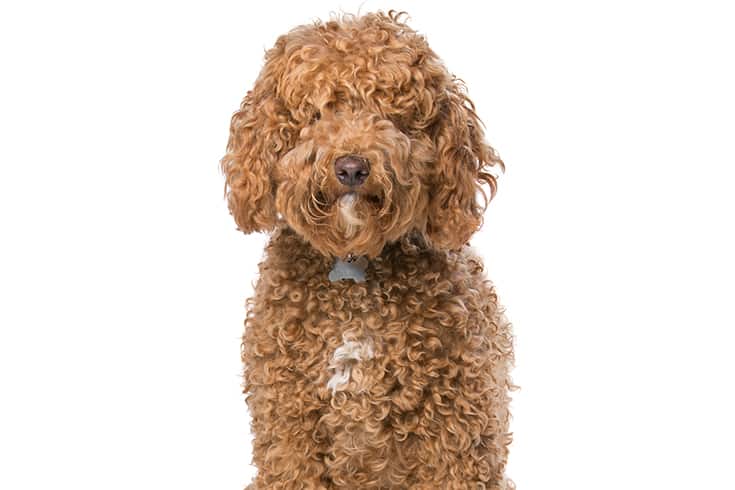 Brown Labradoodle dog in a white background