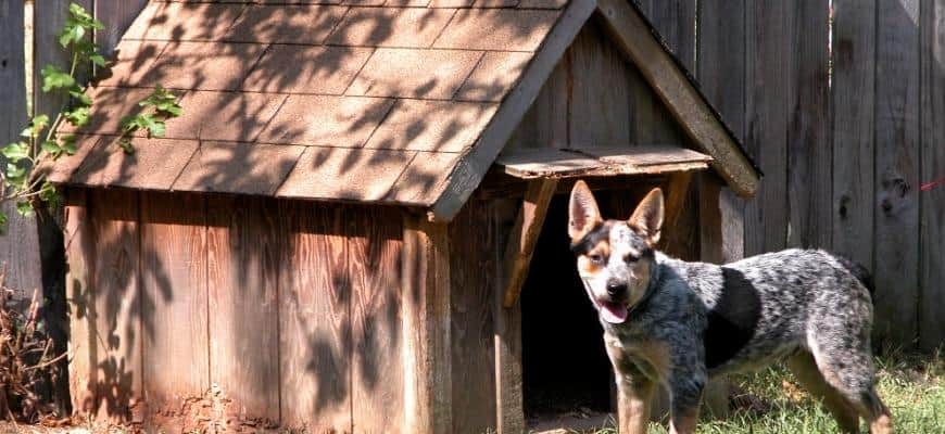 Cedar Wood Dog House