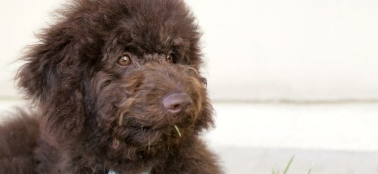 Chocolate labradoodle puppy dog lays on the grass