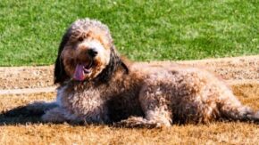 Top 7 Labradoodle Breeders in Ohio- Puppies For Sale 