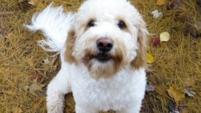 Top 6 Labradoodle Rescues In Virginia- Puppies For Adoption
