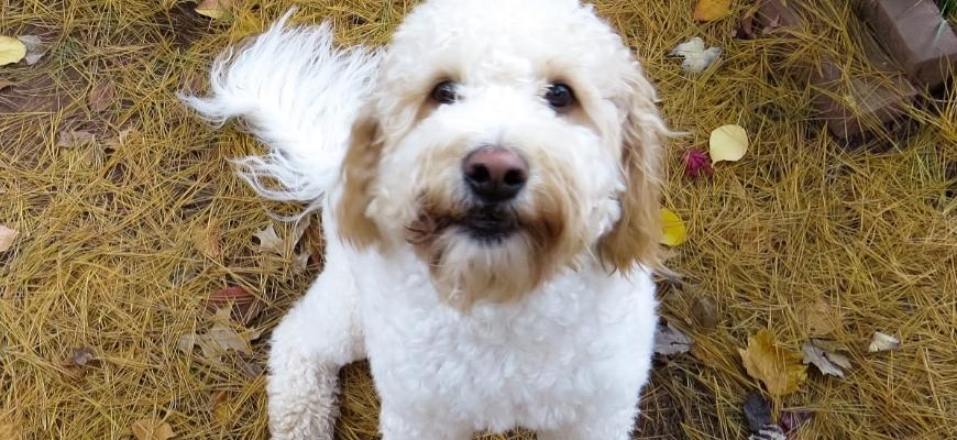 Labradoodle Puppy Looking Straight Ahead Portrait
