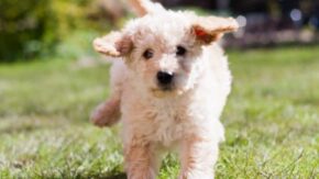 Top 6 Labradoodle Breeders In San Diego – Puppies For Sale
