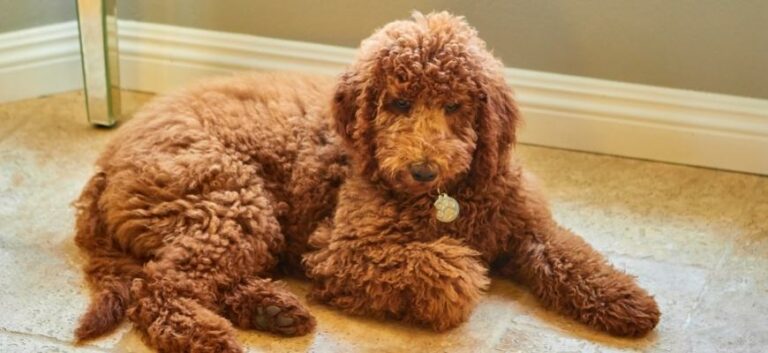 Labradoodle puppy laying on floor