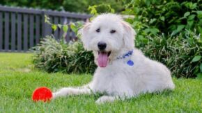 Top 6 Labradoodle Rescues In North Carolina – Puppies For Adoption