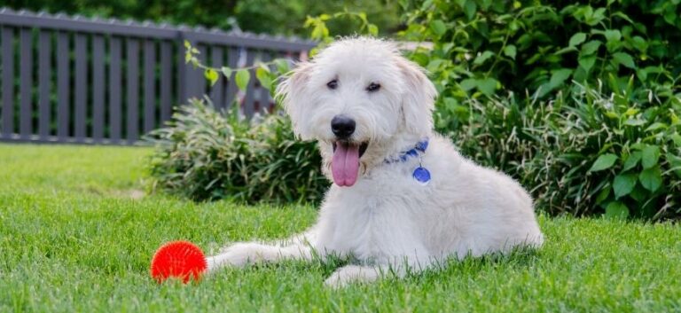 Labradoodle with Red Toy Ball