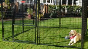 Best Outdoor Dog Kennels – Reviews & Buyer’s Guide