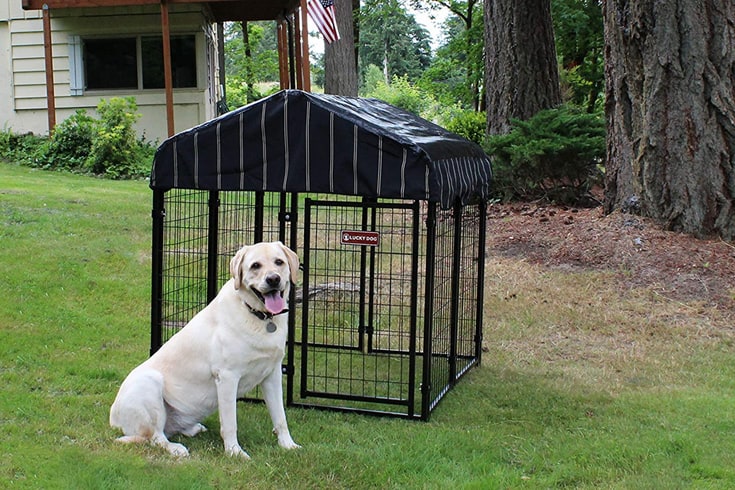 Lucky Dog Uptown Welded Wire Outdoor Dog Kennel