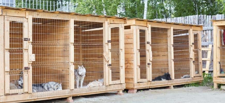 Outdoor Dog Kennel made of wood