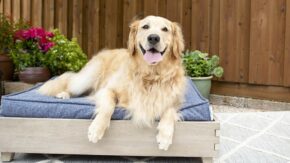 Best bedding For An Outdoor Dog Kennel