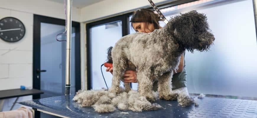 Pet groomer giving a haircut to a labradoodle at a salon