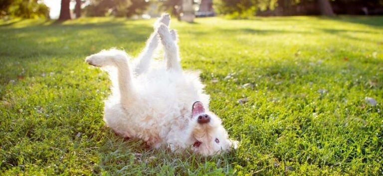Playful Labradoodle Dog Rolling In Grass