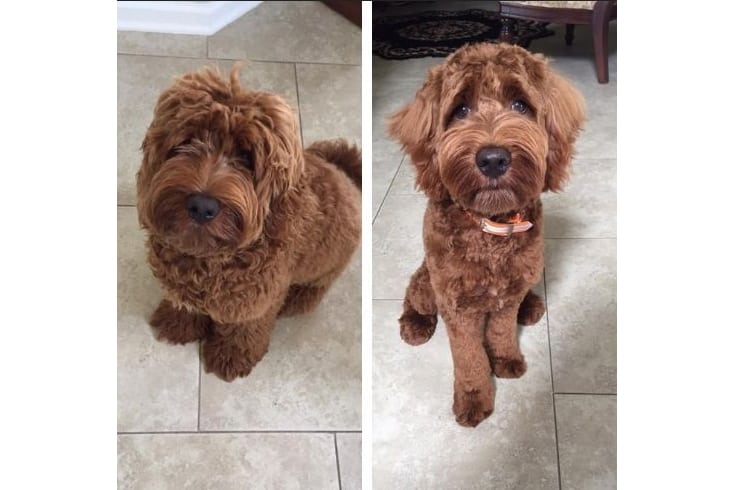 Puppy Love Haircut labradoodle