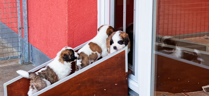 Saint Bernard puppies playing at breeding kennel