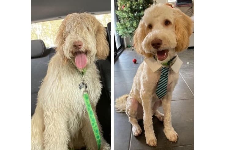 Scruffy To Chic Labradoodle Haircut