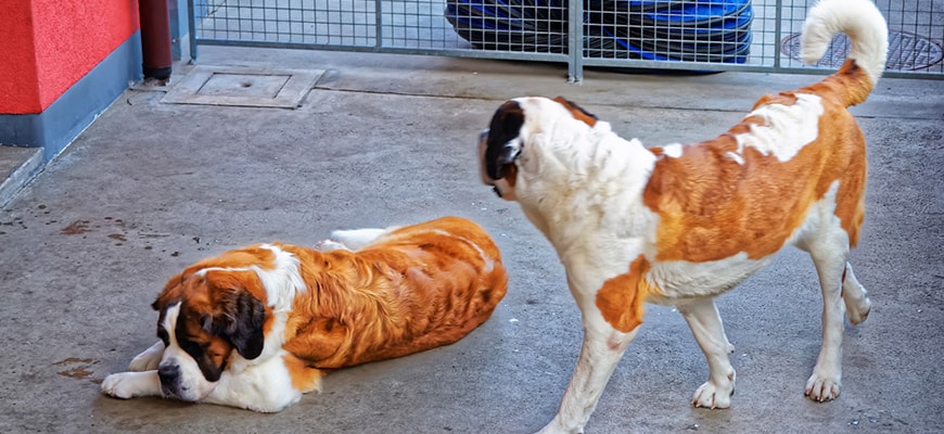 Two saint Bernard dogs in breeding kennel