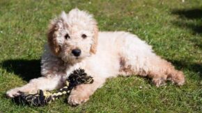 Top 5 Labradoodle Rescues In Minnesota – Puppies For Adoption