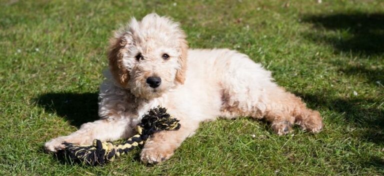 White Labradoodle Puppy with a toy