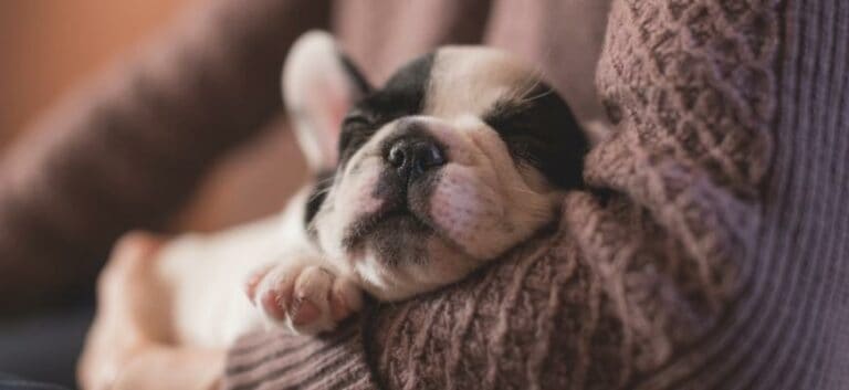 White and Black Puppy sleeping